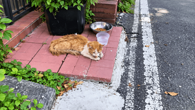 A Struggling Cat Appeared in a Man’s Backyard, Desperately Hoping Someone Would Help